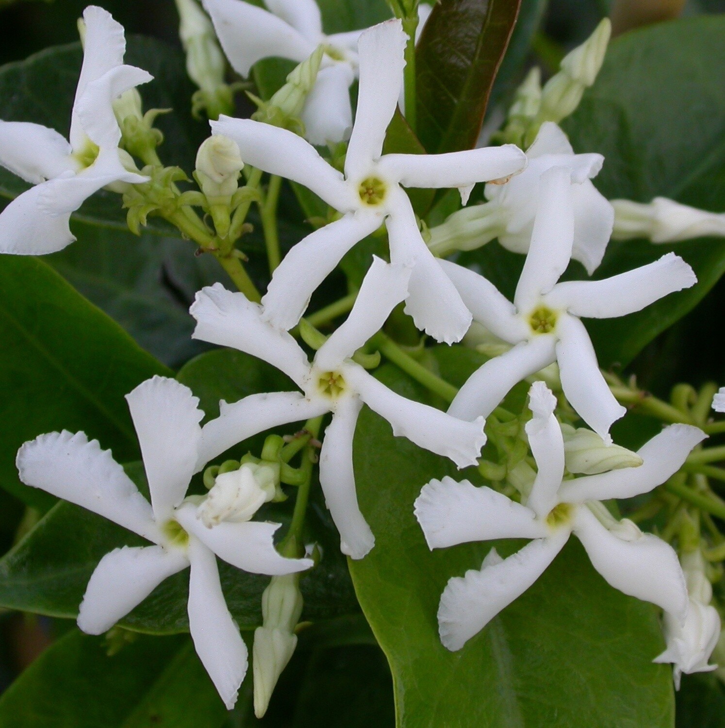 Star Jasmine 2 gal