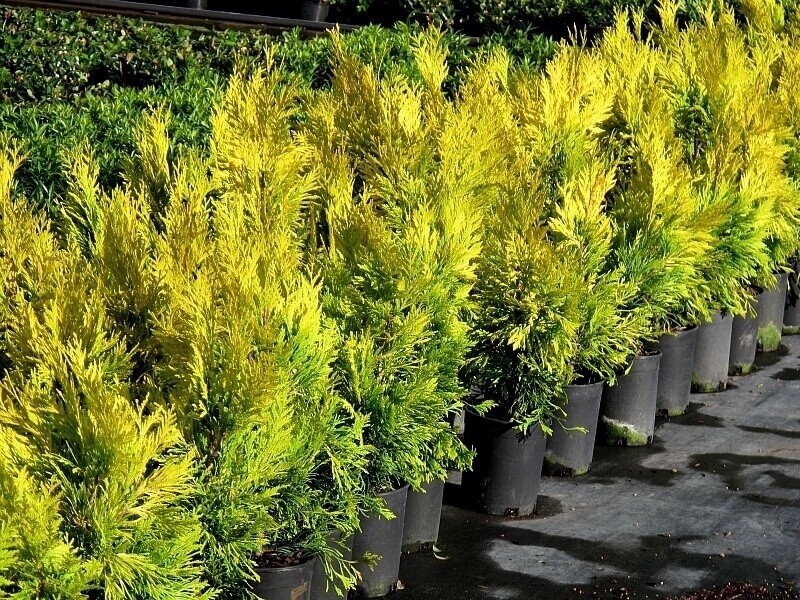 Thuja Forever Goldy 2 gal