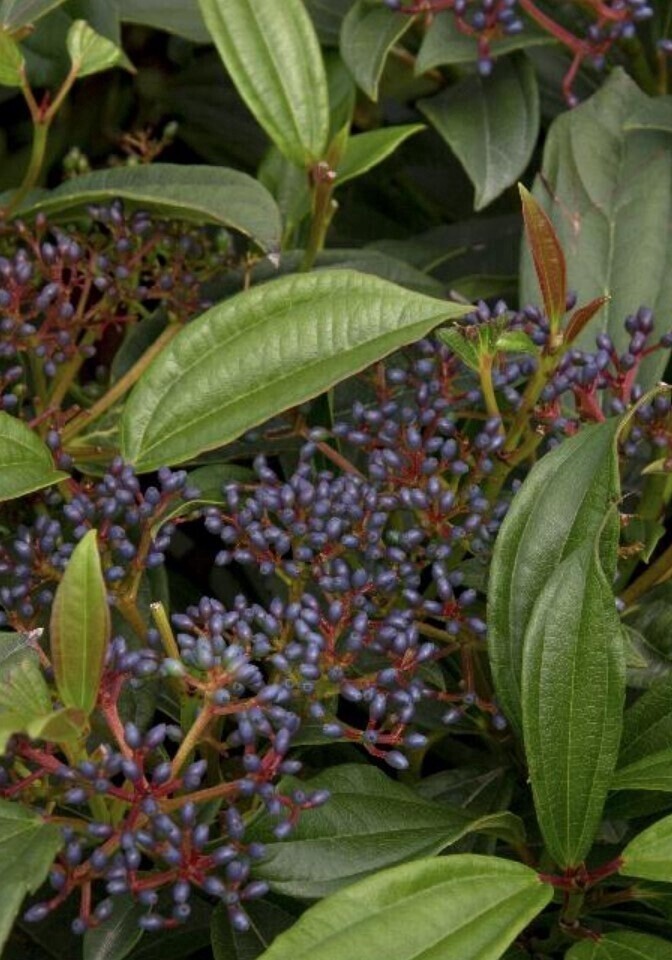 Viburnum Davidii 2 gal