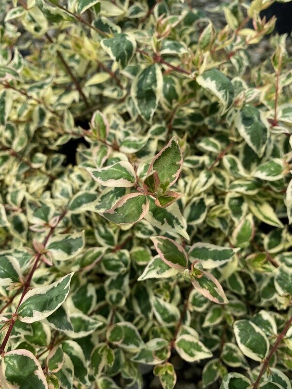 Abelia Angel's Blush 2 gal