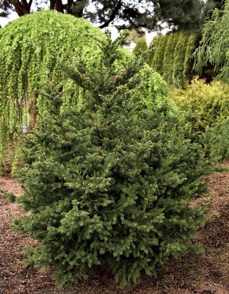 Black Dragon Japanese Cedar 2/3 gal