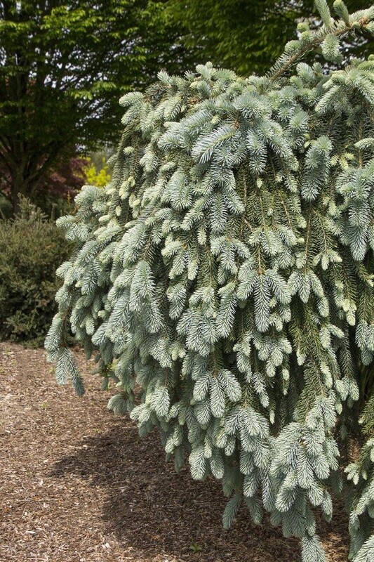 Weeping Blue Spruce 'The Blues' 2 gal