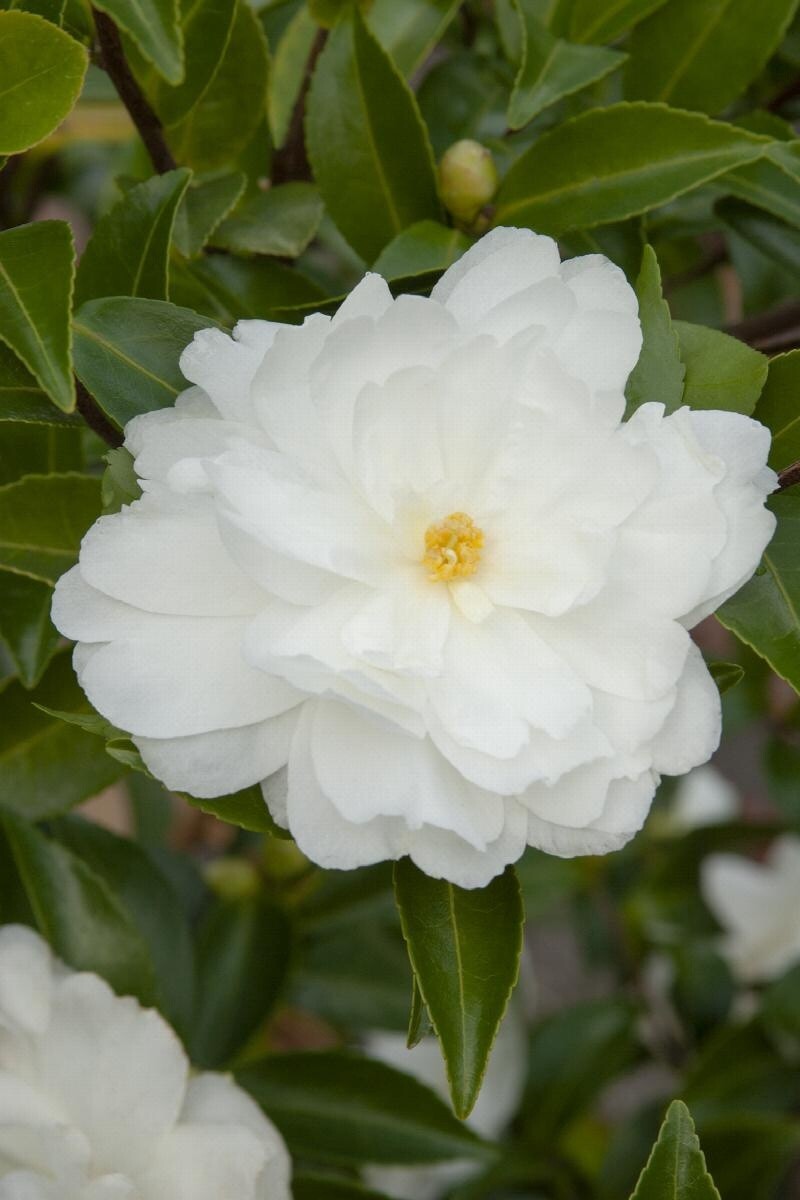 Camellia White Doves 2 gal