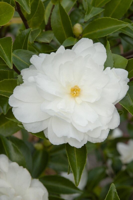 Camellia White Doves 2 gal
