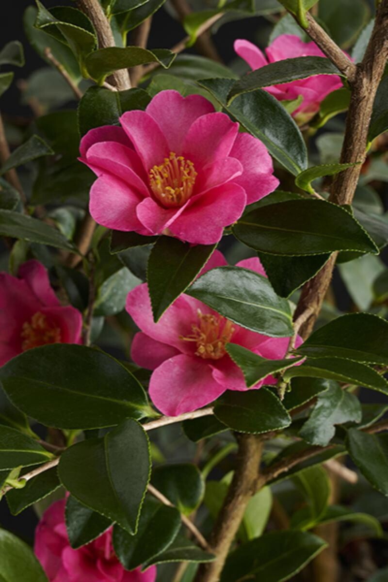 Camellia Kanjiro 5 gal