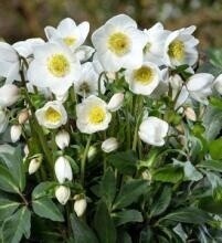 Hellebore Diva Qt