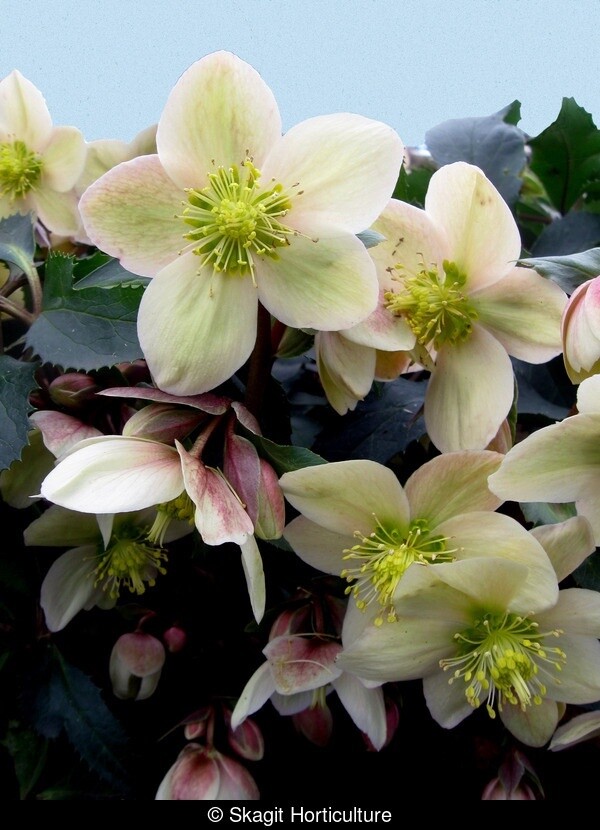 Hellebore HGC Monte Christo 1 gal