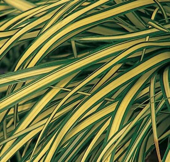 Carex Evergold 4"