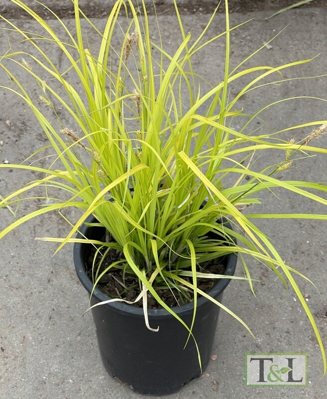 Carex Everillo 1 gal