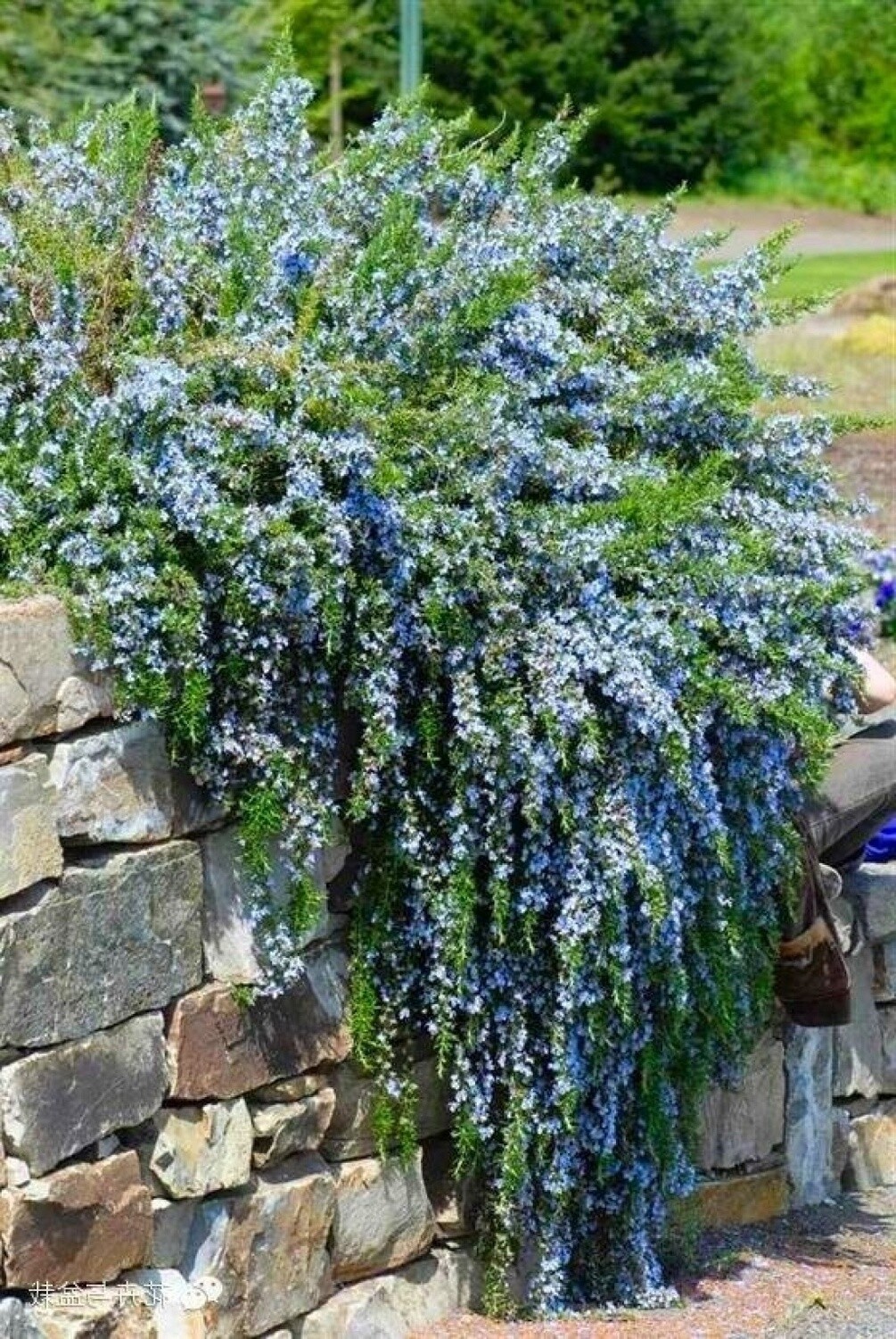 Rosemary &#39;Prostratus&#39; 1 gal