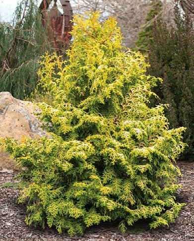 Cham Obtusa Melody 4"