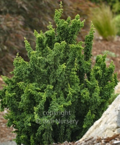 Chamaecyparis Chirimen