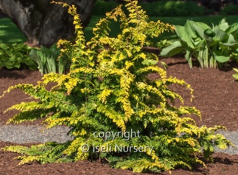 Chamaecyparis Fernspray gold 4"