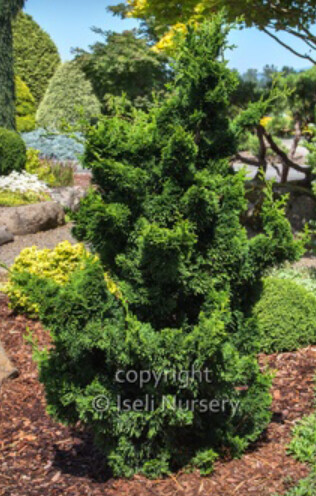 Chamaecyparis Obtusa Thoweil 4&quot;