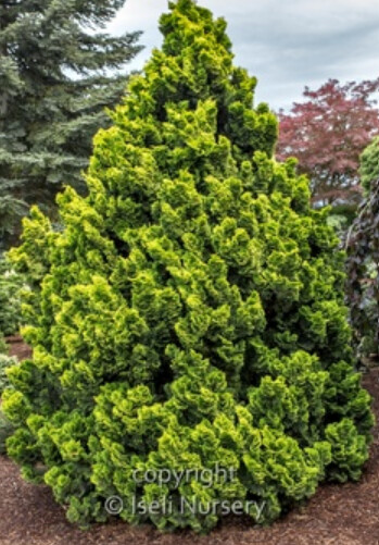 Chamaecyparis Nana Lutea 4"