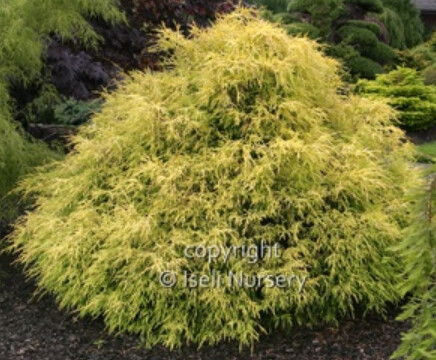 Chamaecyparis Golden Mop 4"