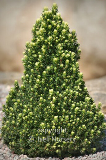 Picea Pixie Dust 4"