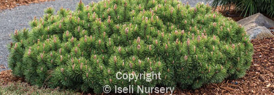 Mugo Pine Valley Cushion 4&quot;