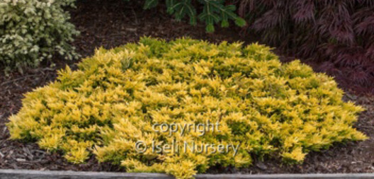 Juniper Gold Strike 4&quot;