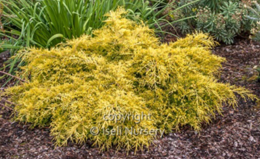 Juniper Golden Joy 4&quot;