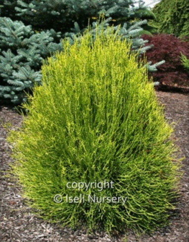 Thuja Franky Boy 4&quot;