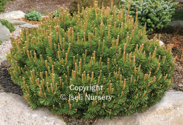Mugo pine slowmound 4&quot;