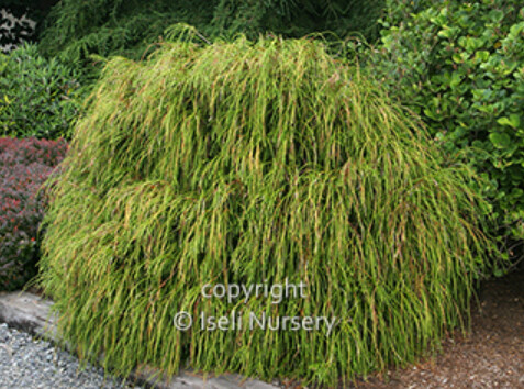Thuja Whipcord 4&quot;