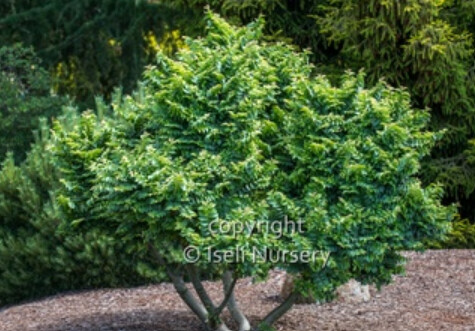 Elm DWF Jacqueline Hillier 4&quot;
