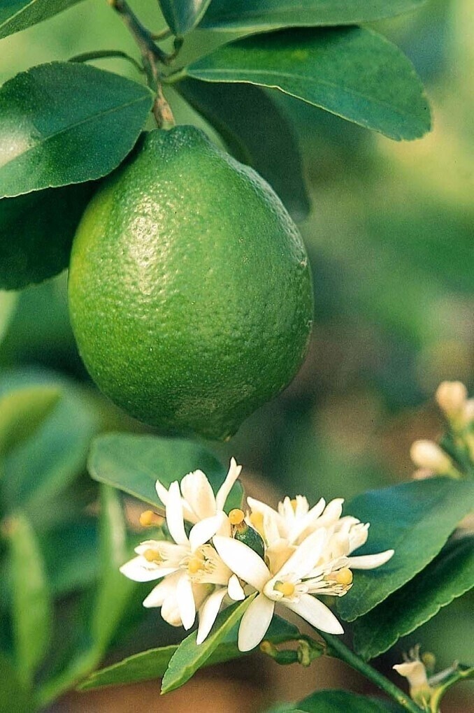 Citrus Bearss Lime 5 gal