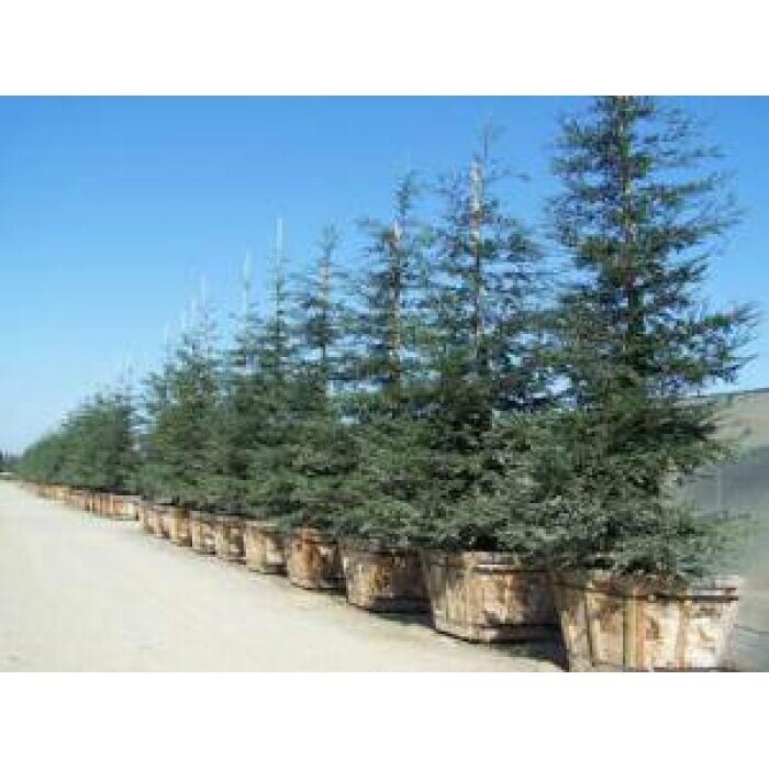 Aptos Blue Redwood