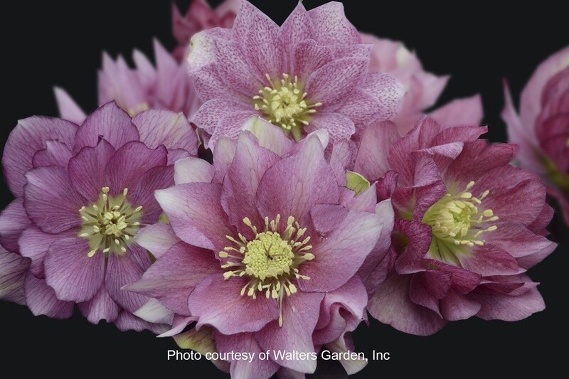 Hellebore Wedding Pty Md of Honor Qt
