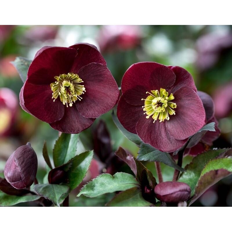 Hellebore HGC Ice N R Barolo 1gal