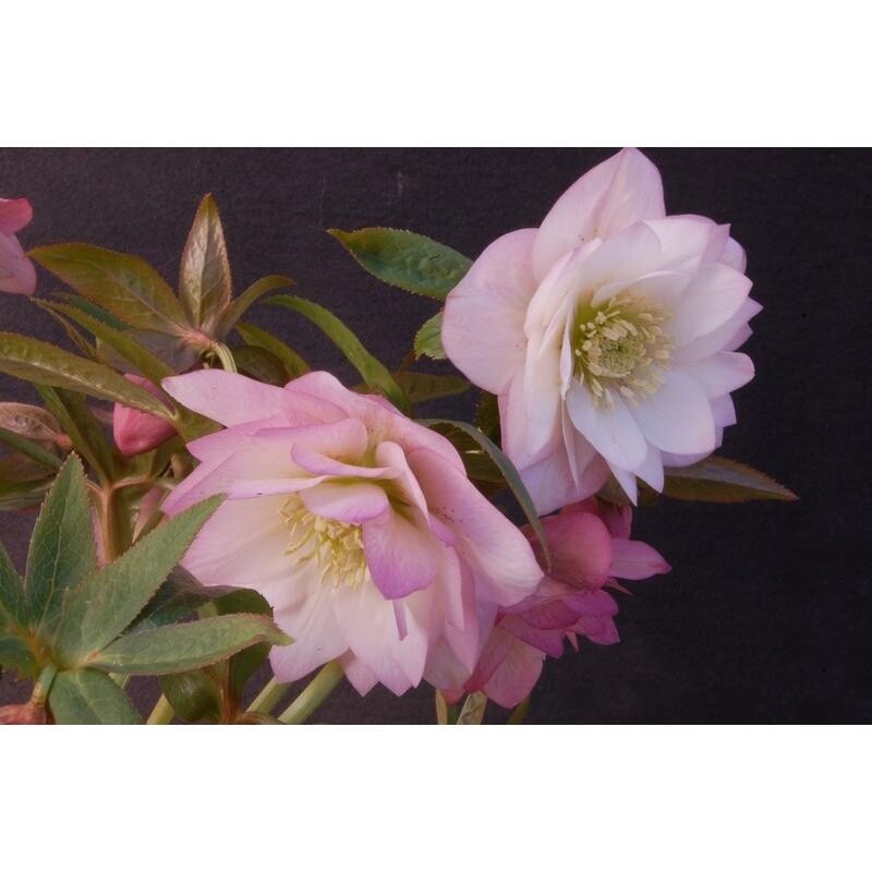 Hellebore Winter Jewels Cotton Candy 1 gal