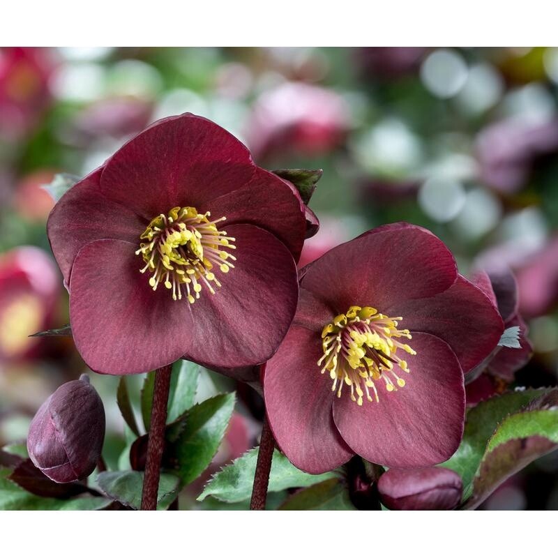Hellebore HGC Ice N&#39; Roses Brunello 1 gal