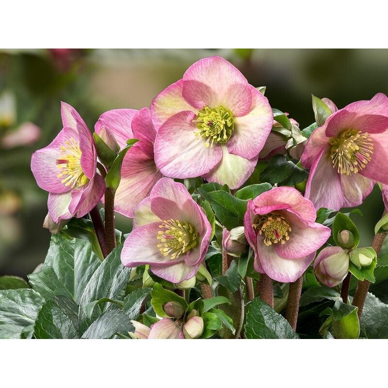 Hellebore HGC Ice N&#39; Roses Rosetta 1 gal