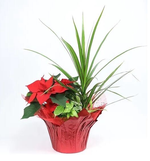 Tropical Pointsettia Arangement 7&quot;
