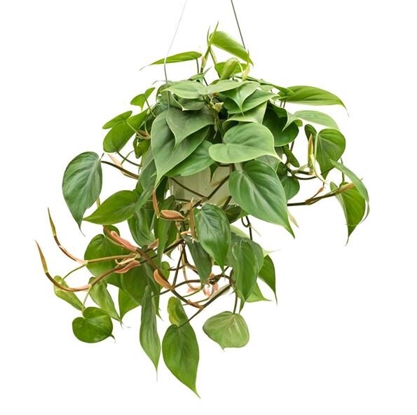 Philodendron Cordatum HB 10&quot;