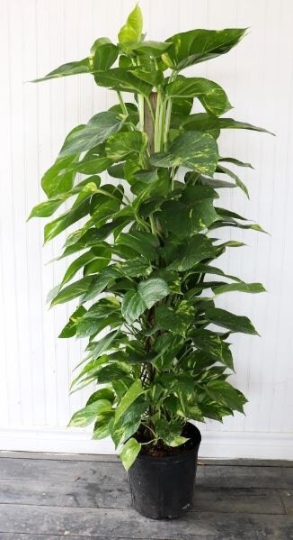 Pothos on a Pole 10&quot;