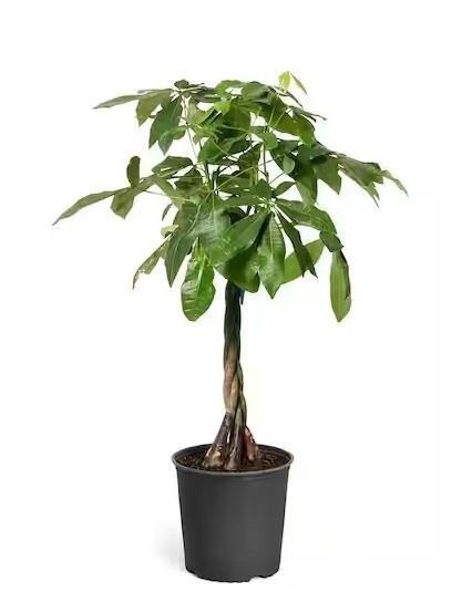 Pachira, Money Tree 10&quot;