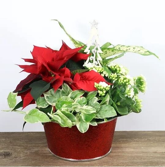 Pointsettia Mixture w/glitter Xmas Tree Pot 8&quot;