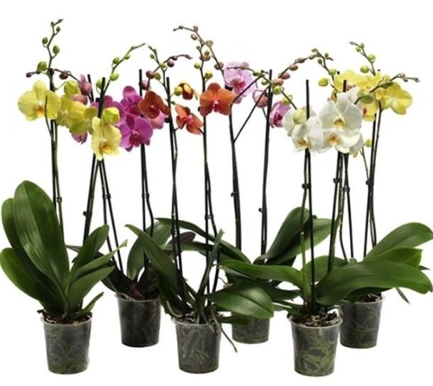 Orchids Assorted 4&quot;