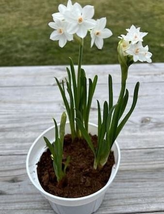 Paper Whites 6&quot; Pot