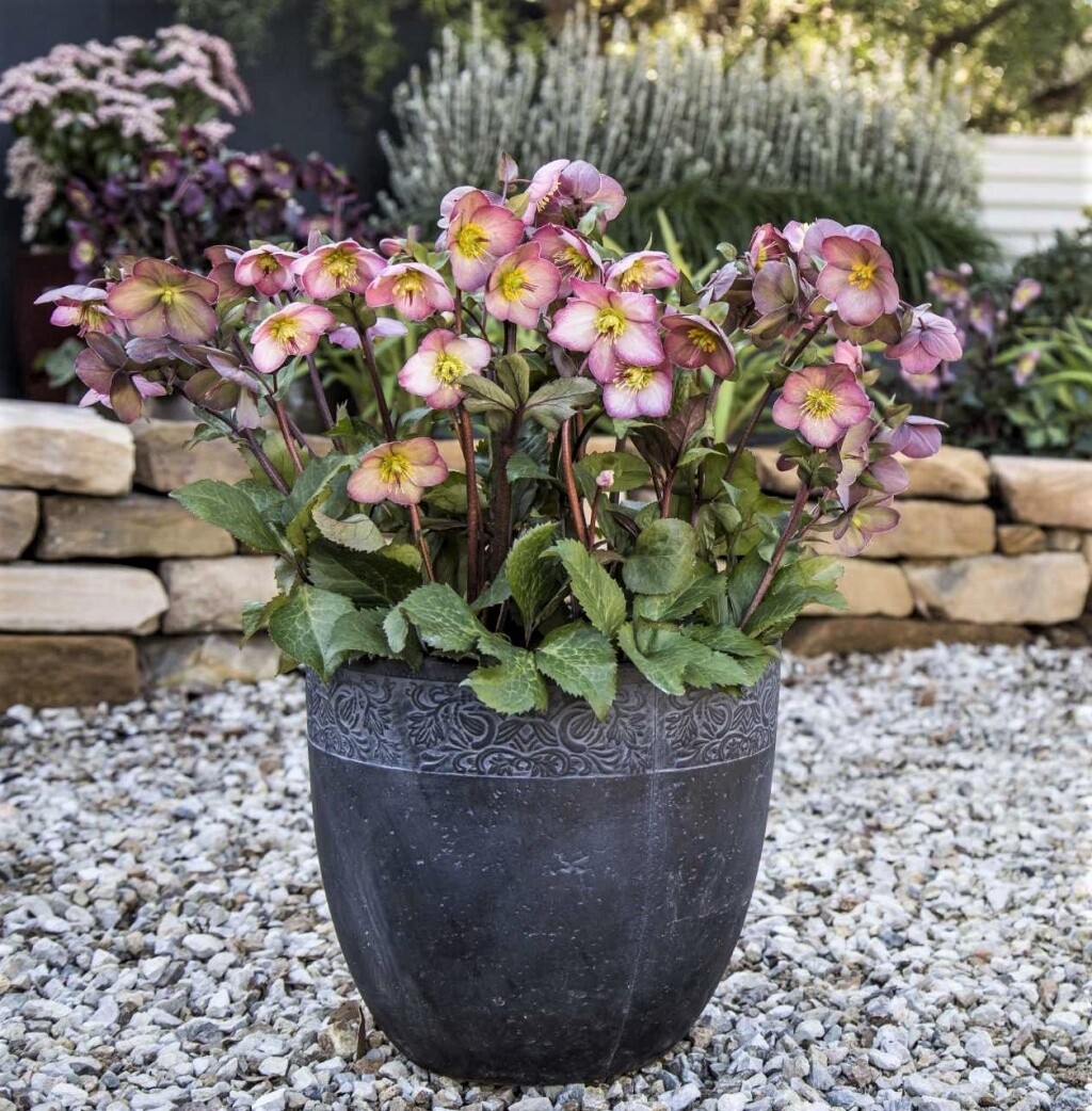 Hellebore Cheryl&#39;s Shine 1 gal