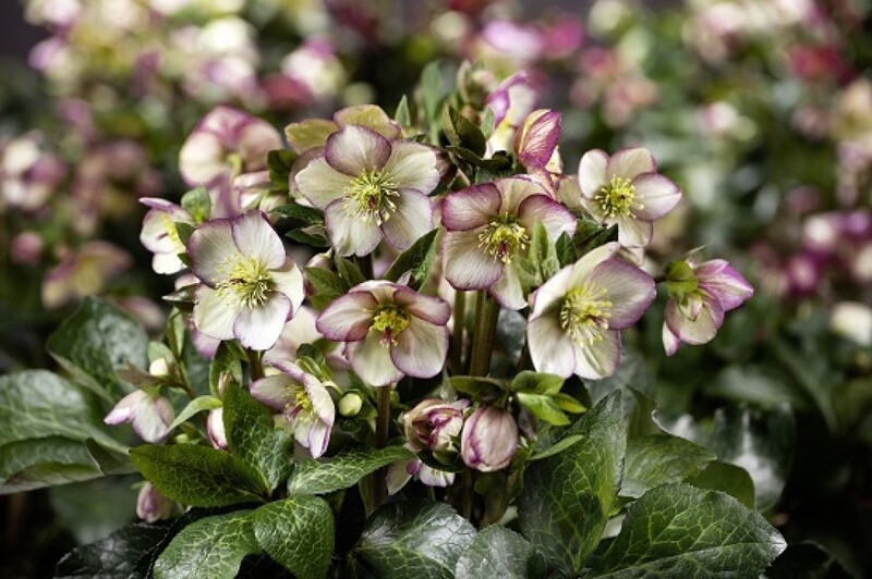 Hellebore Ice N' Roses Maddy Marble 1 Gal