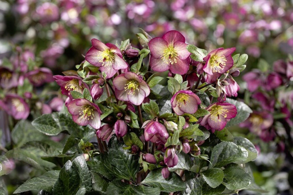 Hellebore Ice N&#39; Roses Mary Marble 1 gal
