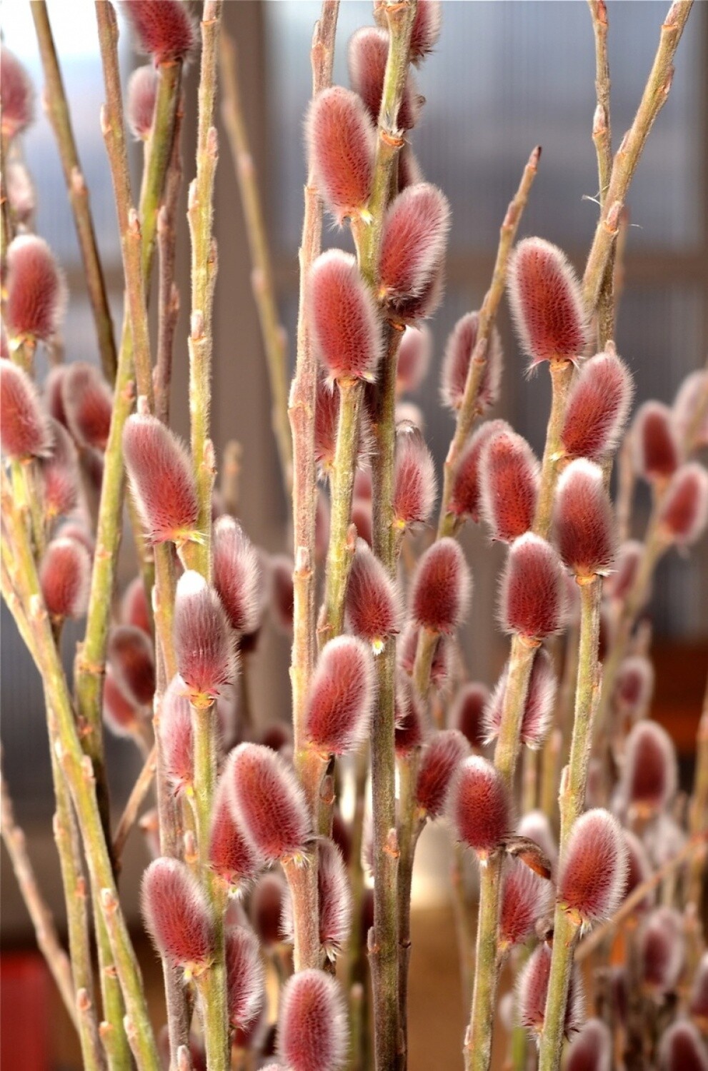 Pink Pussy Willow 1 gal
