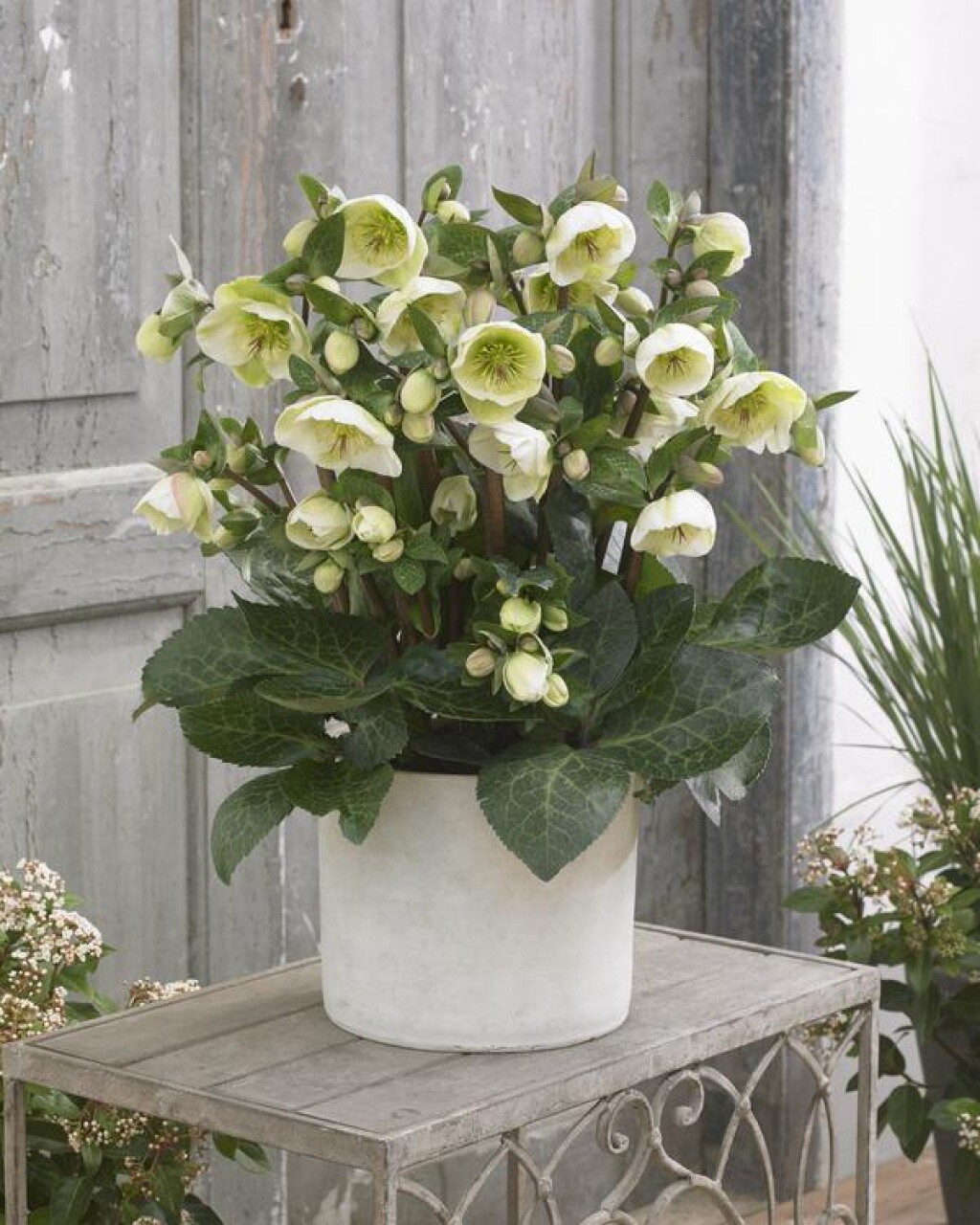 Hellebore Moondance 1 Gal