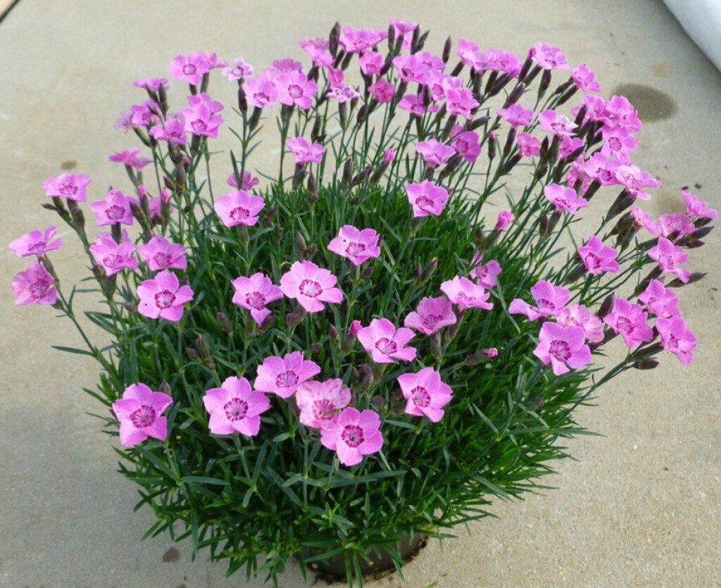 Dianthus Mountain Frost Pink Carpet 4&quot;