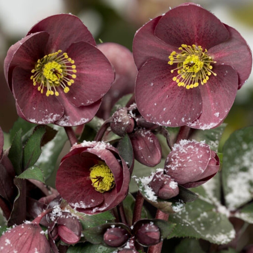 Hellebore Nightingale Qt