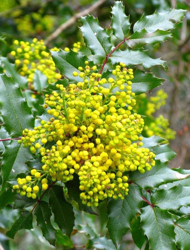 Mahonia aquifolium/ Oregon grape 1gal